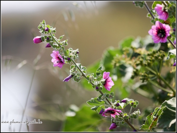 Malva sylvestris